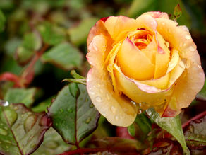 yellow rose with water droplets symbolizing nervous system regulation and recovery from chronic stress