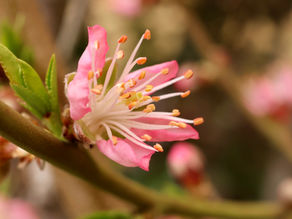 Close-up flower representing nervous system regulation and chronic stress healing