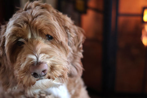 Labradoodle portrait in Walnut Creek California