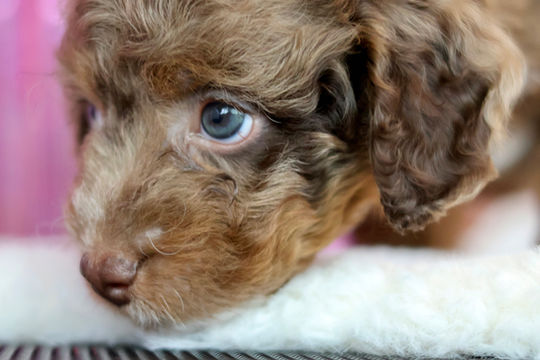 Close-up side profile of a 6-week-old Bernedoodle puppy with soft curly fur resting on a blanket