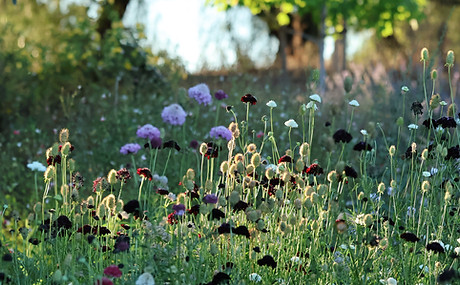 Wildflowers and grasses in a sunlit meadow