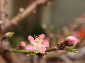 Attachment Protest and Withdrawal: Why Closeness Can Trigger Nervous System Activation