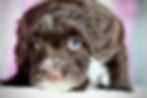 Close-up portrait of a six-week-old chocolate Bernedoodle puppy with bright blue eyes