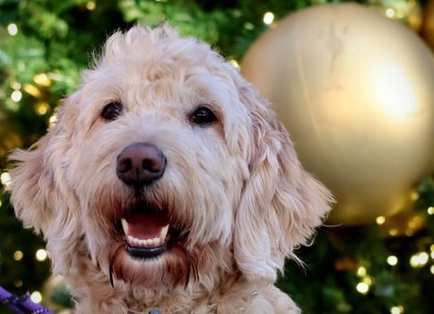 Goldendoodle holiday portrait with Christmas tree lights and gold ornament background
