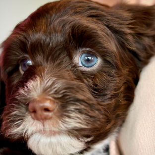 Chocolate Bernedoodle puppy with curly coat looking directly at the camera