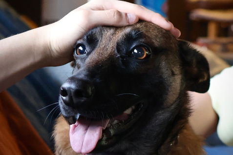 Happy Belgian Malinois portrait in Walnut Creek 