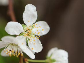 White blossom with soft background used in article on Functional Neurological Disorder
