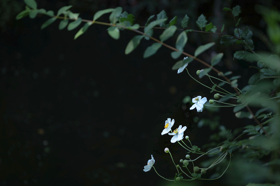Small white flowers among dark green foliage.