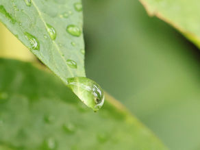 water droplet on leaf symbolizing nervous system regulation and recovery from chronic stress