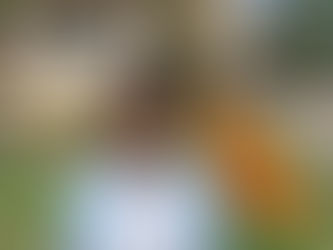 Να διορθωθεί το ζήτημα της τοπικής εδαφικής αρμοδιότητας του Πρωτοδικείου Χαλκιδικής. 