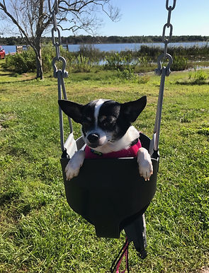 Rosie in swing.jpeg