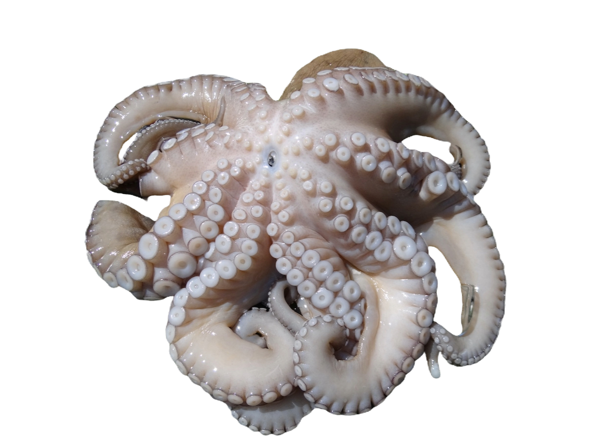 Pulpo 1/2