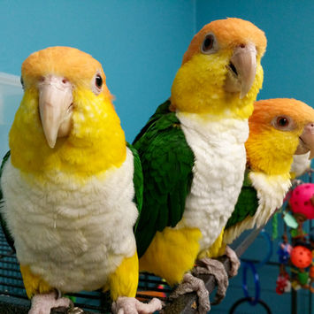 Three adult white- bellied caiques sit on top a cage staring at the camera.