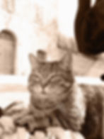 Sepia tone cat with claws out