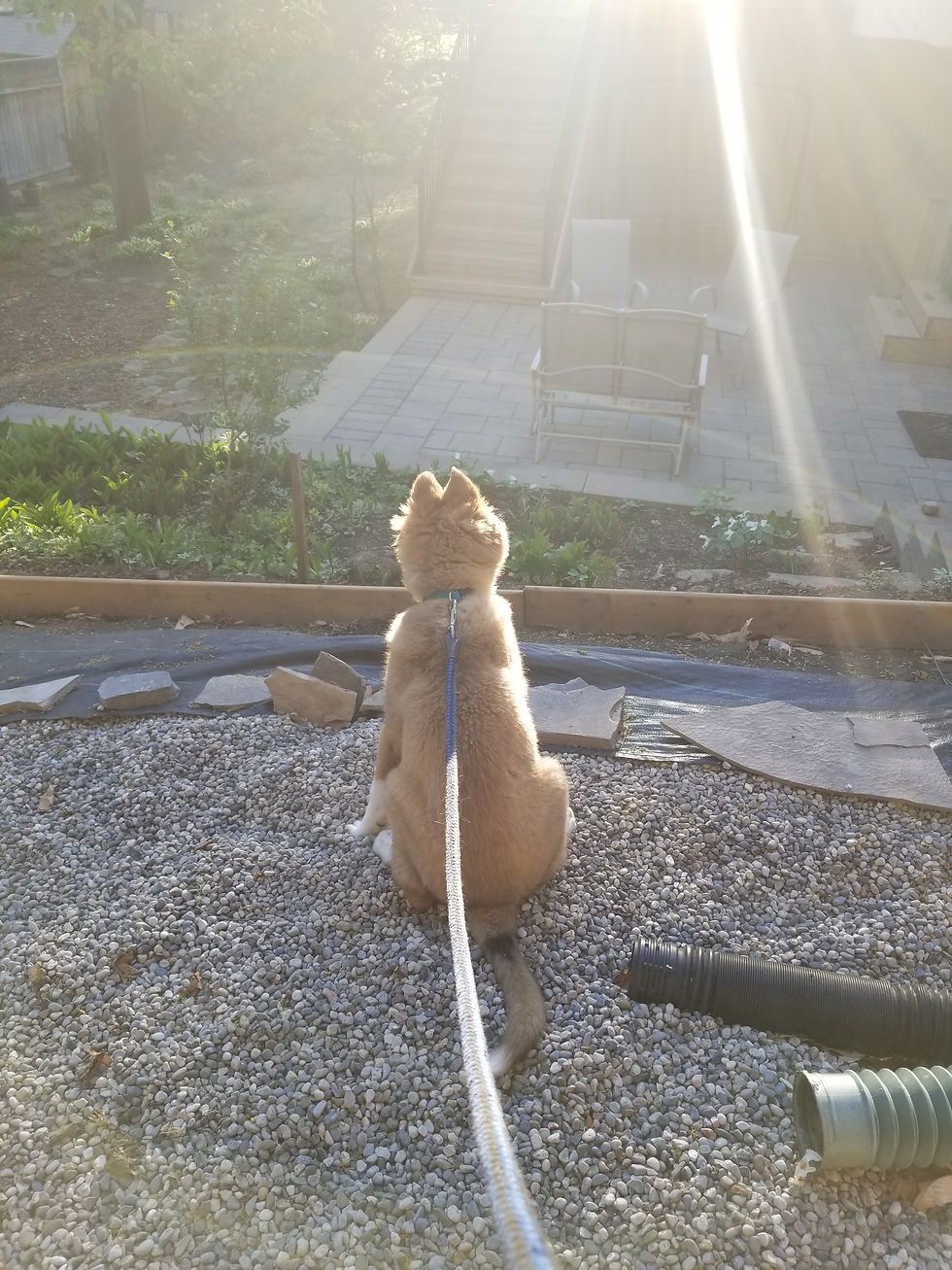 Image is of a tan-coloured puppy with his back to the camera. His ears are pointed up. He is sitting on gravel looking into the sun.
