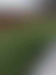 6 Reasons to Look for Expert Lawn Care Near Me in Milton and Shelby, DE