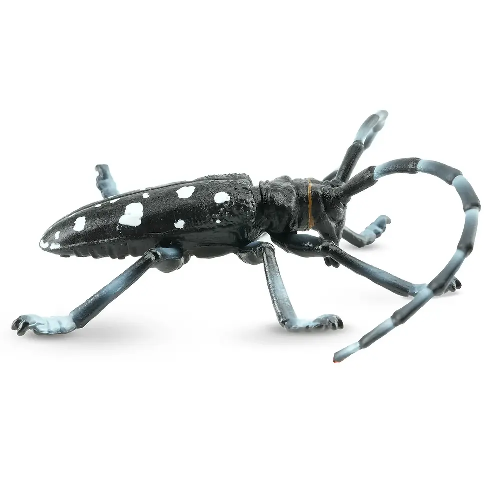 Прев'ю: Вусач китайський жук Toymany