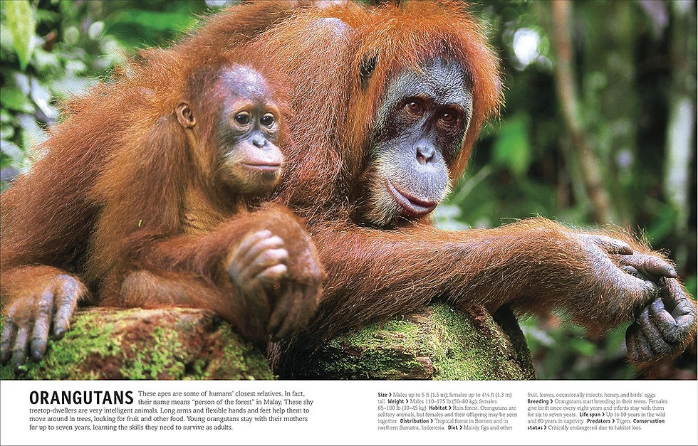 Прев'ю: Книга The Animal Book: A Visual Encyclopedia of Life on Earth