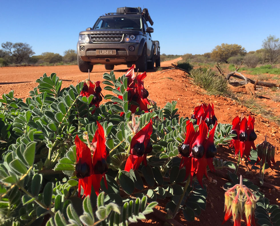 Roadside desert pea
