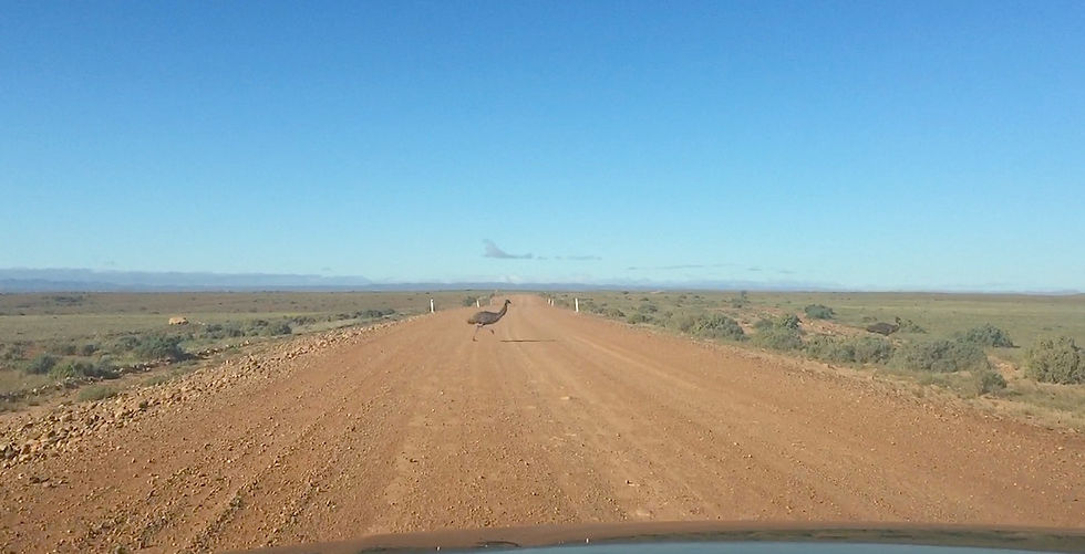 Emu on the road