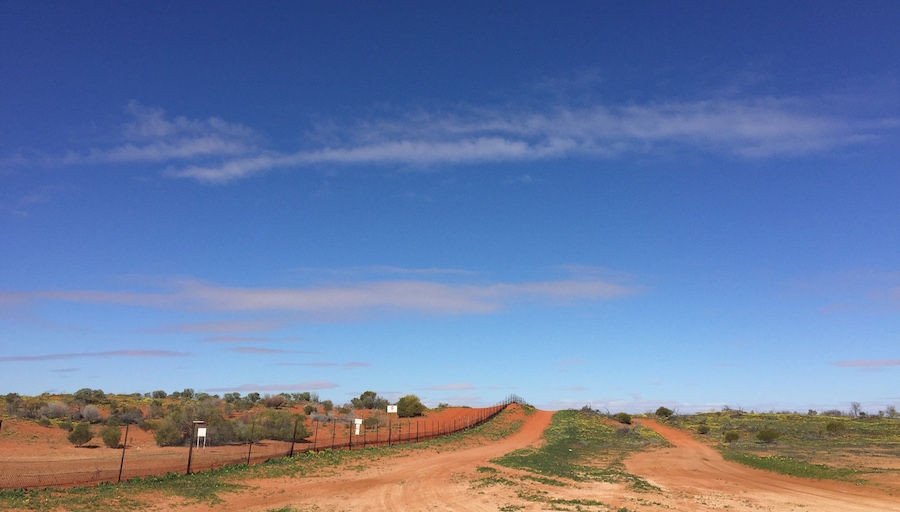 Dingo fence