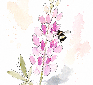 Lupine_Bee.png