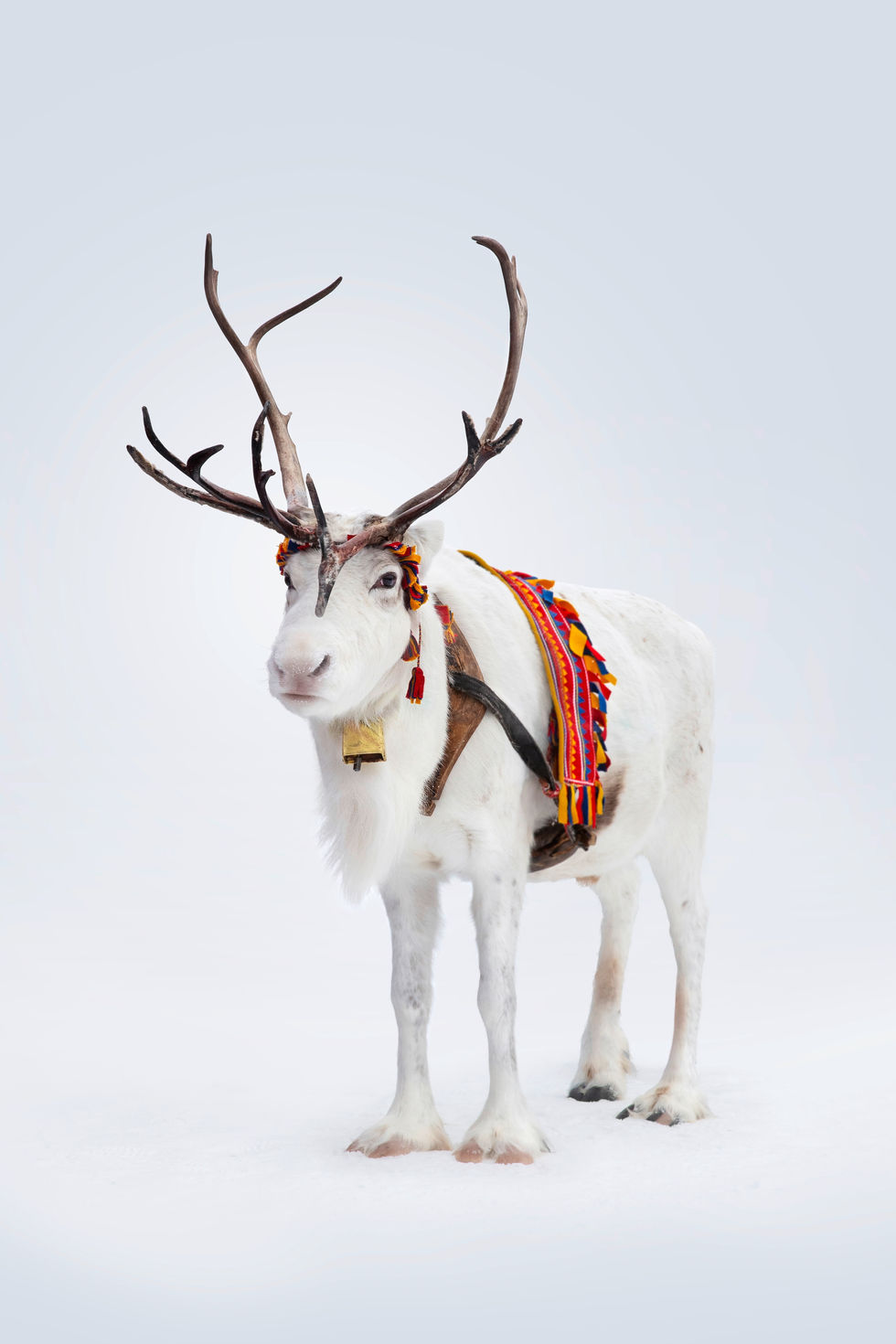 Reindeer with antlers wearing traditional Sami decoration.