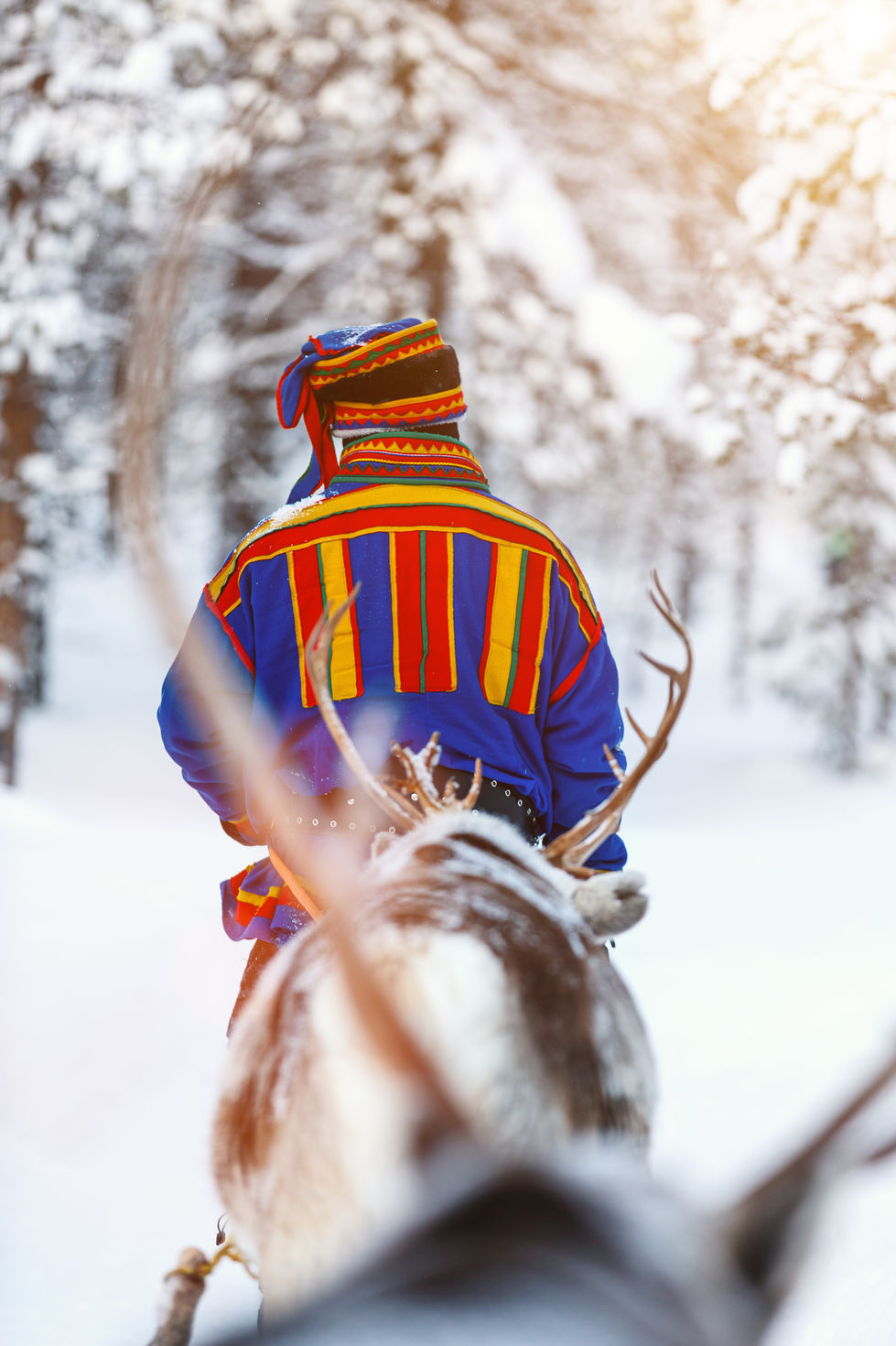 Person wearing Sami clothing riding with reindeer in snowy forest.