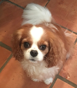 Lucy.jpg