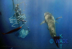 UNDERWATER 19