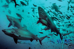 UNDERWATER 16