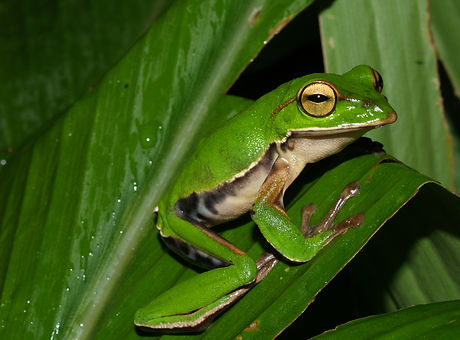 PA219259翡翠樹蛙.JPG