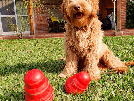Juguetes para perros: lo que debemos saber