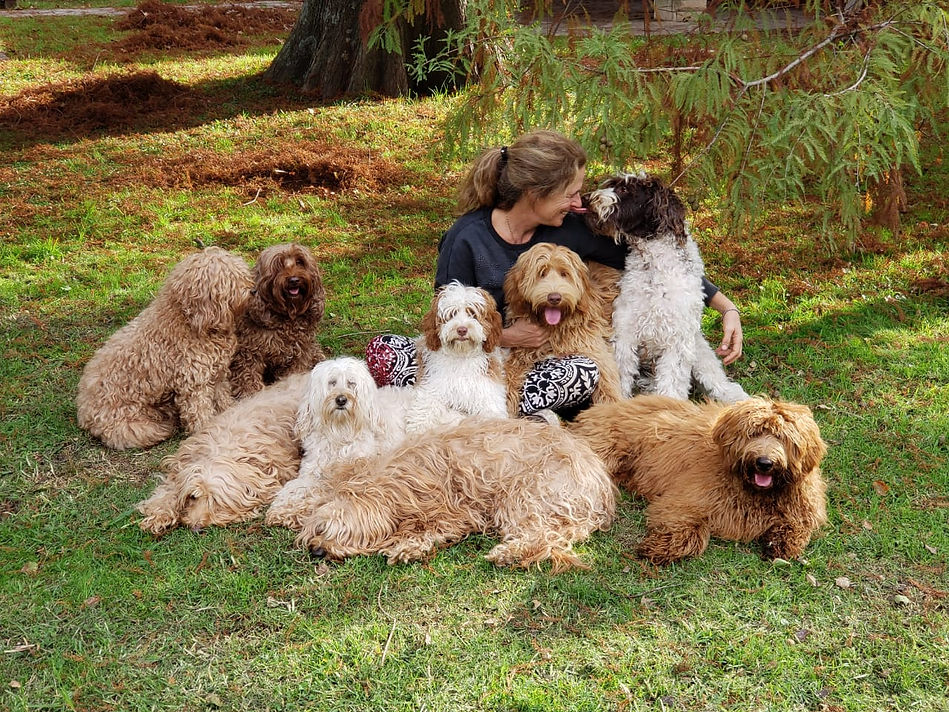 australian-labradoodle-argentina.jpg