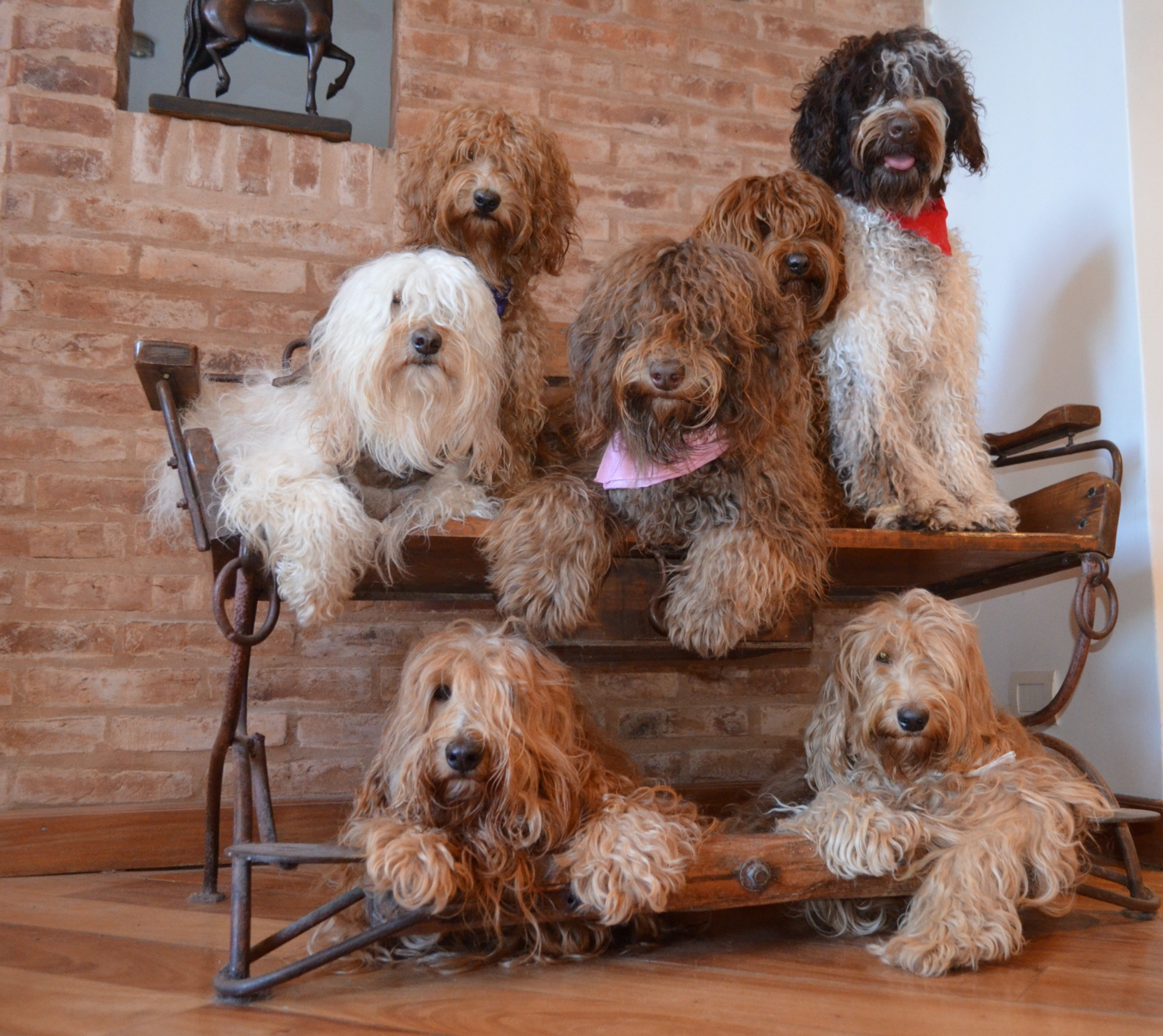 mi f1 goldendoodle dejará de perder pelo