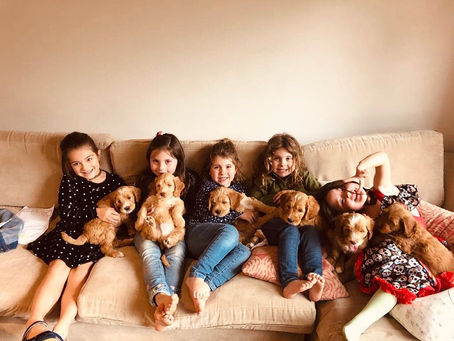 Curiosidades sobre tu perro