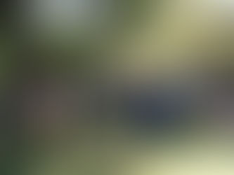 Australian Labradoodles, ¿Adoptar o Comprar?