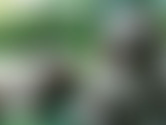 Enseñar al cachorro a hacer sus necesidades