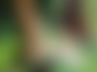 Perros y gatos, cómo lograr que sean amigos!