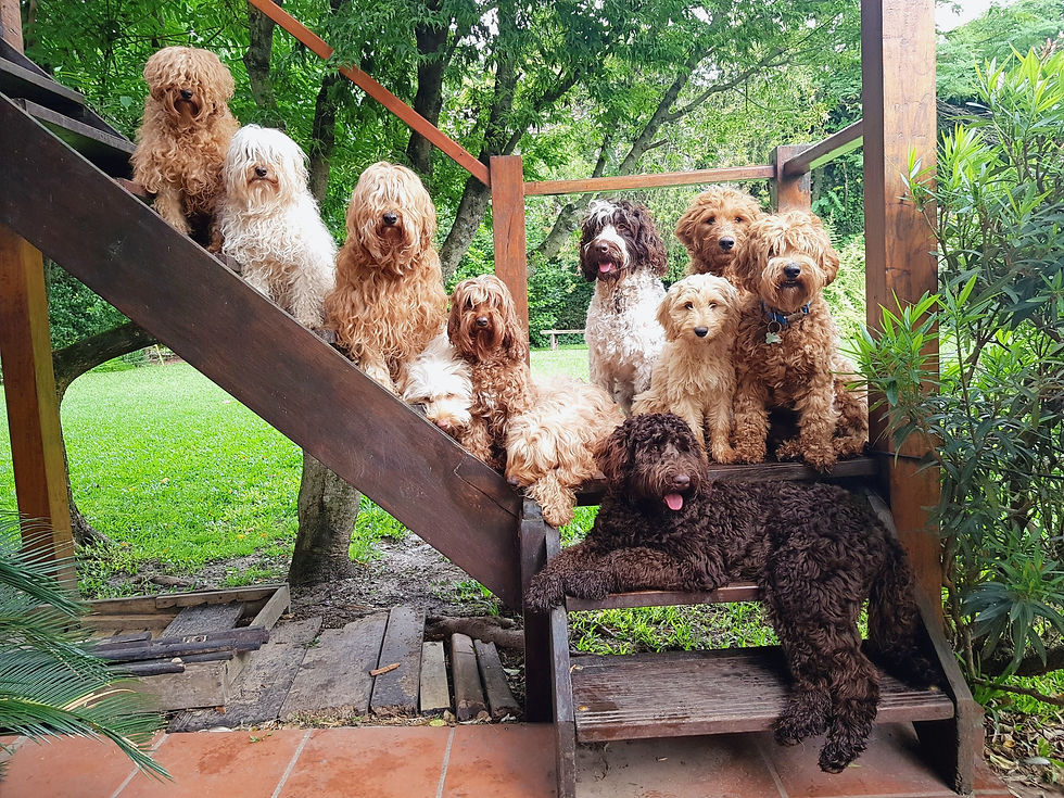 australian-labradoodles-argentina_edited_edited.jpg