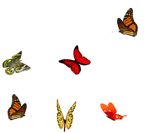 butterfly-animation-35.gif