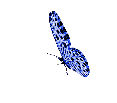 butterfly-animation-23.gif