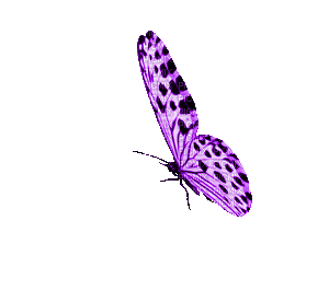 butterfly-animation-45.gif
