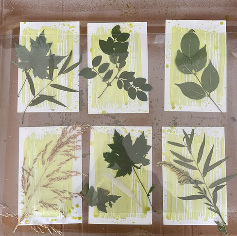 Leaves on cyanotype solution paper
