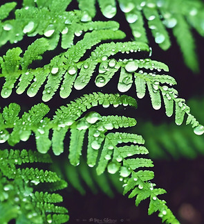 water droplets on fern.jpg