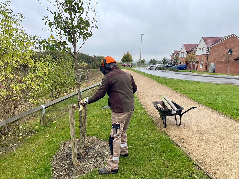 Removing a tree stake on a Taylor Wimpey housing estate