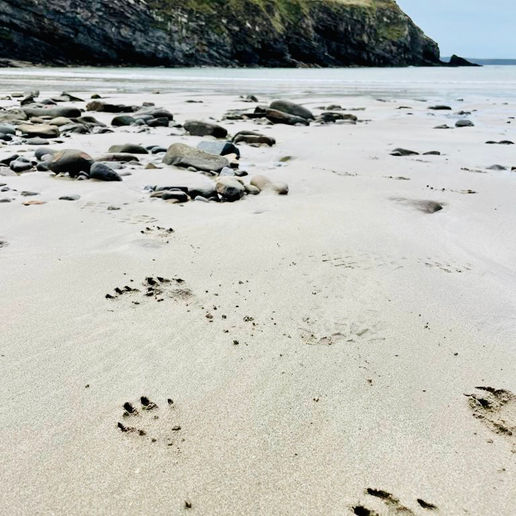 Nollton Haven beach footprints