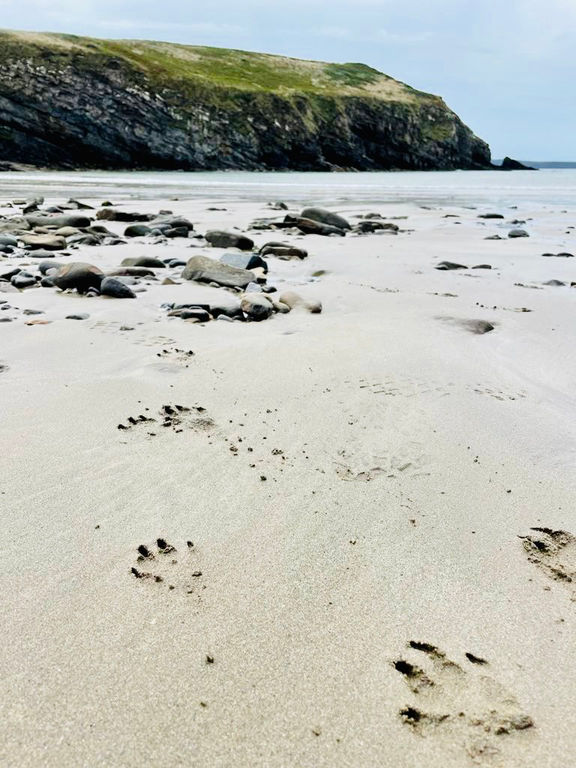 Nollton Haven beach footprints
