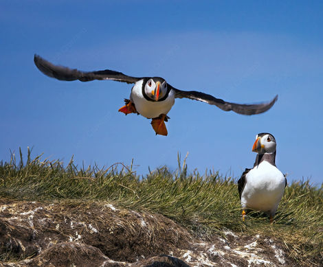 Low Flying Puffin .jpg