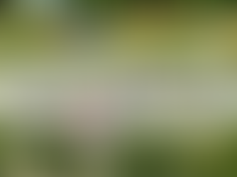 Wildflower field with words reading 'Tell us about this project you're involved in today'